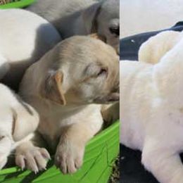 Labrador Retriever Puppies from Pond Creek Labradors
