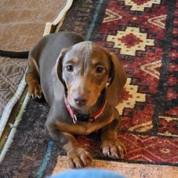Lucy - Chocolate and tan female Dachshund puppy in Berry, Alabama from Whisper Gray