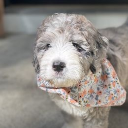 Bernedoodles, Goldendoodles, and Golden Retrievers from Schweers Goldens and Doodles