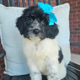 Beacker - female Newfypoo puppy in Hardin, Kentucky from Bluegrass Newfypoos