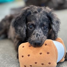 Mr. Forest Green - Merle male Goldendoodle puppy in San Diego, California from Sensational Doodles