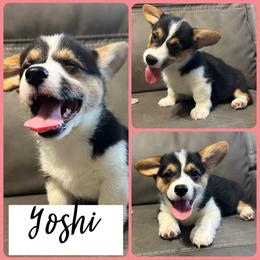 Yoshi - Black and tan female Pembroke Welsh Corgi puppy in Dickinson, Texas from Careaga Farms
