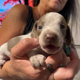 Preston  piebald boy - Piebald male Dachshund puppy in Casselberry, Florida from Amore Mini Dachshund Breeders & More