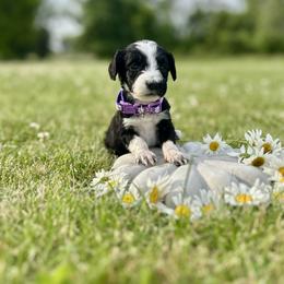 Goldendoodle Puppies from Daisys Doods