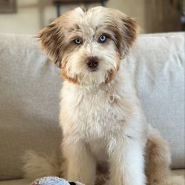 Archie - Aussiedoodle