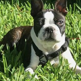 Boston Terriers from Bully Life Kennel