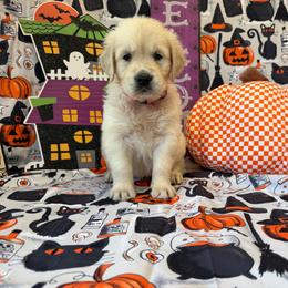Girl 1 (Leica) (pink collar) - Golden female Golden Retriever puppy in Hubbard, Ohio from Whickering Pines Golden Retrievers