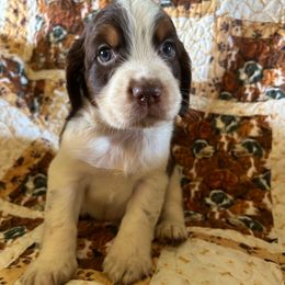 Boy 2 - Liver white and tan male English Springer Spaniel puppy in Tabor City, North Carolina from Big Bay Kennels LLC