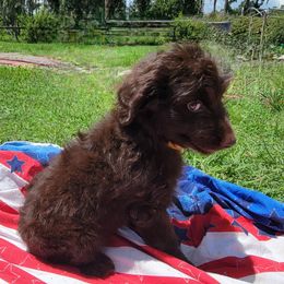 Aussiedoodle and Poodle Puppies from Waterford Doodle Farm