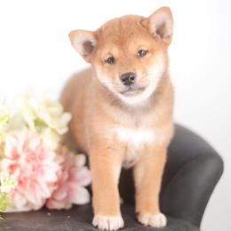 Namiho - Red female Shiba Inu puppy in Neosho, Missouri from Sunny Terrace Shibas
