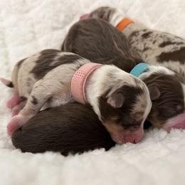 Kenya - Red merle female Toy Australian Shepherd puppy in Inola, Oklahoma from Blue Stem Companions