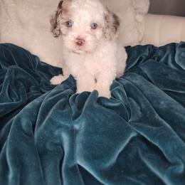 Pragma - Merle female Cockapoo puppy in Fort White, Florida from Jade
