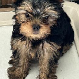 Yorkshire Terrier Puppies from Eastern Oregon Yorkshire Terriers