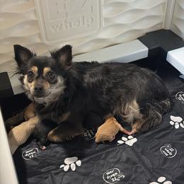 Chihuahua puppies from Augenblick Kennels