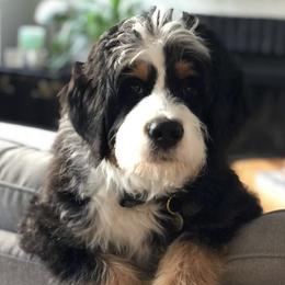 Bernedoodles from Integrity Bernedoodles