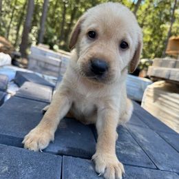 Light Blue Collar (Dark Yellow Male) - Yellow male Labrador Retriever puppy in South Carolina from Southern Pine Labradors