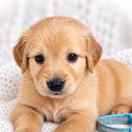 Light Blue Blueberry - Golden male Golden Retriever puppy in Apple Valley, California from Frankly Golden
