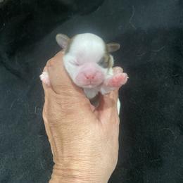 Boy 1 - Cream and white male Shih Tzu puppy in Alexander, Arkansas from TnT Shih Tzu