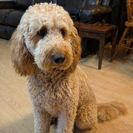 Bucky - Goldendoodle