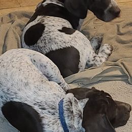 German Shorthaired Pointers from Phyllis' German Shorthaired Pointers