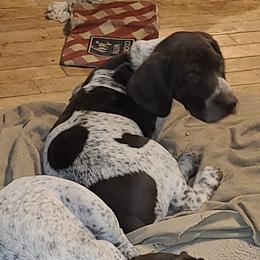 German Shorthaired Pointers from Phyllis' German Shorthaired Pointers