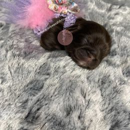 Shih Tzu Puppies from Shurbeez Shih Tzu