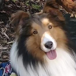 Shetland Sheepdogs from Lukaru