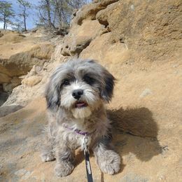 Sir Ash - Merle Cavapoo puppy in Calhan, Colorado from Poppying Up Puppies