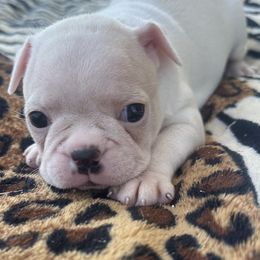 Nellie - Lilac female Boston Terrier puppy in Brazos Point, Texas from TX Southern Belle Bostons