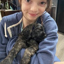 Cockapoo and Goldendoodle Puppies from Capital Doodles