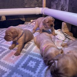 Labrador Retriever Puppies from Bayside Labradors