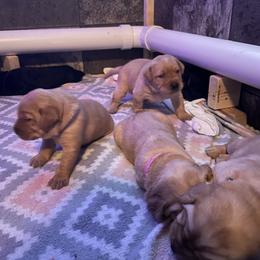 Labrador Retriever Puppies from Bayside Labradors