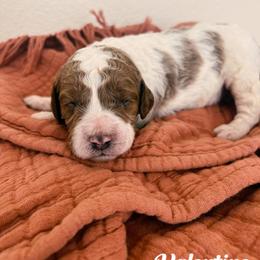 Valentino - Parti male Goldendoodle puppy in Temecula, California from Country Hills Doodles