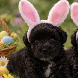 Charlie - Black male Miniature Schnauzer puppy in Sacramento, California from Hardcastle Family Schnauzer’s