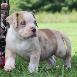 Judah - male Alapaha Blue Blood Bulldog puppy in Grafton, Ohio from Eclipse Alapaha Kennels