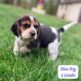 Blue Boy - Black white and tan male Beagle puppy in Grantsville, Maryland from Fable & Fern Beagles