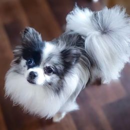 Raina - Pomeranian