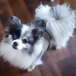 Raina - Pomeranian