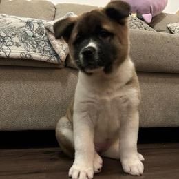 Dark Blue - Brown brindle male Akita puppy in Las Vegas, Nevada from Ishikawa Akita's