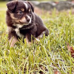 Miniature Australian Shepherd Puppies from Fuller’s Fluffy Friends