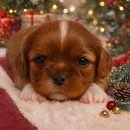 Shih Tzu Puppies from Shih Tzu snuggles