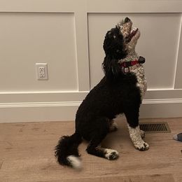 Bernedoodles and Labradoodles from Stout Mountain Doodle Ranch