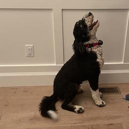 Bernedoodles and Labradoodles from Stout Mountain Doodle Ranch