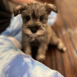 Miniature Schnauzer Puppies from Brown’s Kennel Club