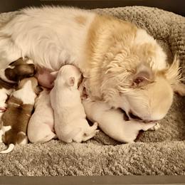 Boy 3 - Red and white male Chihuahua puppy in Allentown, Pennsylvania from Tsunami Cockers & Chihuahuas