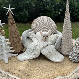 Chihuahua Puppies from Figgy’s Chihuahuas