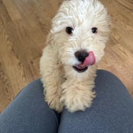 Brown collar - Cream male Goldendoodle puppy in Christiana, Tennessee from Rechlicz Family Doodles