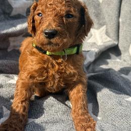 Dolly - Red  female Poodle puppy in Dayton, Washington from Country Sundance Poodles