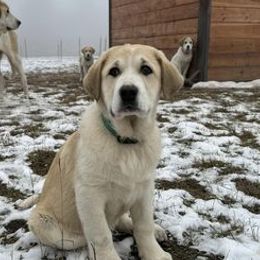 Anatolian Shepherd Dogs from Waterloo Ranch