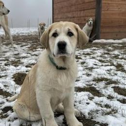 Anatolian Shepherd Dogs from Waterloo Ranch